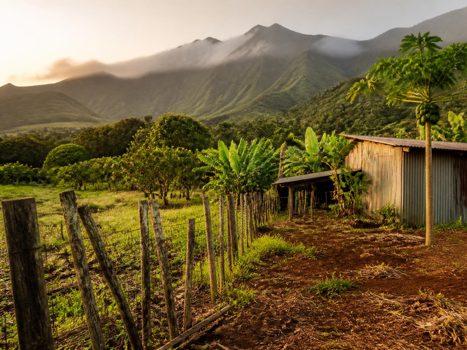 A small Hawaii farm at dawn, fence line running toward a shed below misty ridges